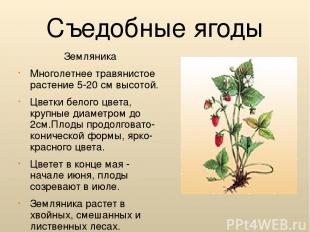 Съедобные ягоды Земляника Многолетнее травянистое растение 5-20 см высотой. Цвет