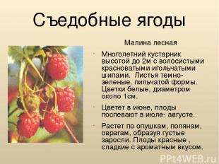 Съедобные ягоды Малина лесная Многолетний кустарник высотой до 2м с волосистыми