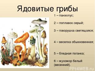 Ядовитые грибы 1 – панэолус; 2 – поплавок серый; 3 – говорушка светящаяся; 4 – в