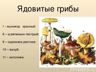 Ядовитые грибы 7 – мухомор красный; 8 – шампиньон пестрый; 9 – сыроежка рвотная;