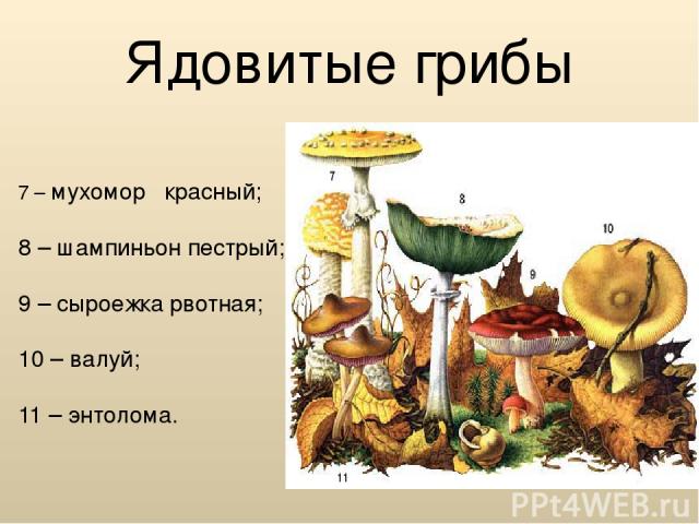 Ядовитые грибы 7 – мухомор красный; 8 – шампиньон пестрый; 9 – сыроежка рвотная; 10 – валуй; 11 – энтолома.