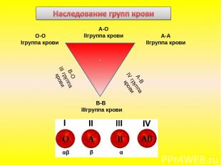 - О-О Iгруппа крови А-А IIгруппа крови В-В IIIгруппа крови В-О III группа крови