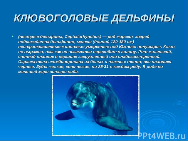 КЛЮВОГОЛОВЫЕ ДЕЛЬФИНЫ (пестрые дельфины, Серhalorhynchus) — род морских зверей подсемейства дельфинов; мелкие (длиной 120-180 см) пестроокрашенные животные умеренных вод Южного полушария. Клюв не выражен, так как он незаметно переходит в голову. Рот…
