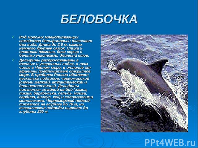 БЕЛОБОЧКА Род морских млекопитающих семейства дельфиновых; включает два вида. Длина до 2,6 м, самцы немного крупнее самок. Спина и плавники темные, бока серые с белыми участками; длинный клюв. Дельфины распространены в теплых и умеренных водах, в то…