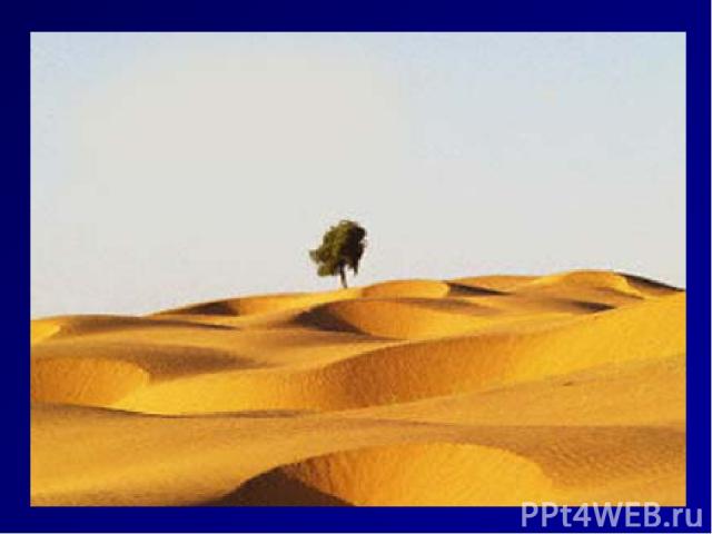 Индийская пустыня