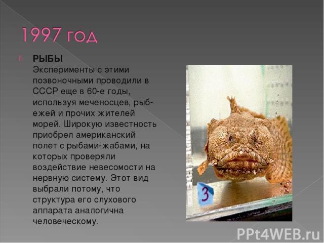 РЫБЫ  Эксперименты с этими позвоночными проводили в СССР еще в 60-е годы, используя меченосцев, рыб-ежей и прочих жителей морей. Широкую известность приобрел американский полет с рыбами-жабами, на которых проверяли воздействие невесомости на нервную…