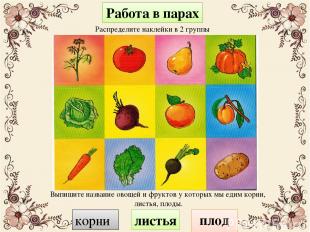 Работа в парах Выпишите название овощей и фруктов у которых мы едим корни, листь