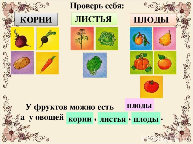У фруктов можно есть … , а у овощей … , … , … . КОРНИ ЛИСТЬЯ ПЛОДЫ Проверь себя: плоды корни листья плоды