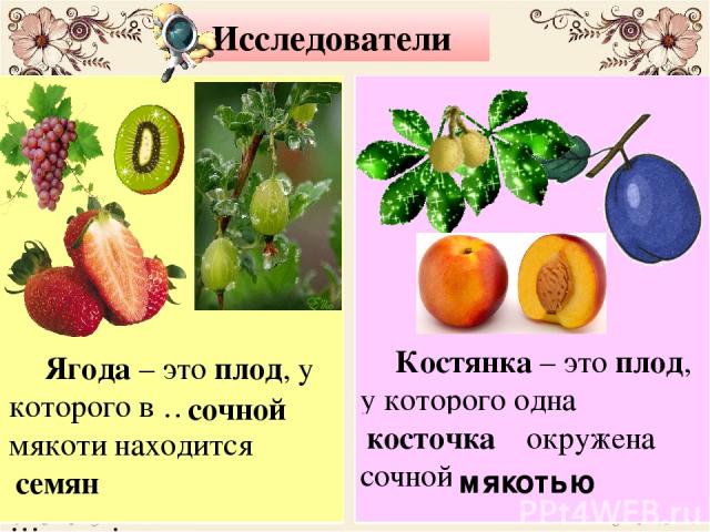 Исследователи Костянка – это плод, у которого одна … окружена сочной … . мякотью Ягода – это плод, у которого в … мякоти находится много … . косточка семян сочной