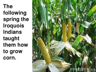The following spring the Iroquois Indians taught them how to grow corn.
