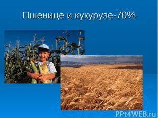 Пшенице и кукурузе-70%