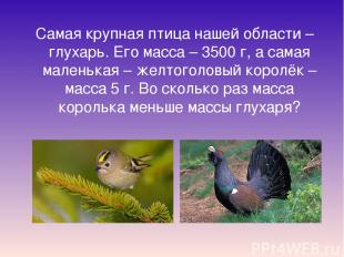 Самая крупная птица нашей области – глухарь. Его масса – 3500 г, а самая маленьк
