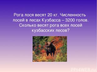 Рога лося весят 20 кг. Численность лосей в лесах Кузбасса – 3200 голов. Сколько