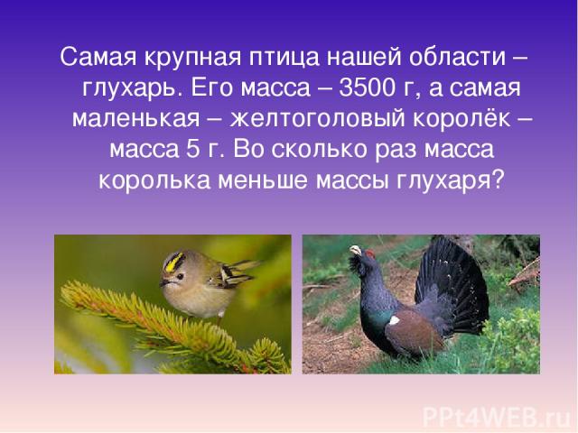 Самая крупная птица нашей области – глухарь. Его масса – 3500 г, а самая маленькая – желтоголовый королёк – масса 5 г. Во сколько раз масса королька меньше массы глухаря?