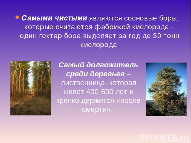 Самыми чистыми являются сосновые боры, которые считаются фабрикой кислорода – один гектар бора выделяет за год до 30 тонн кислорода. Самый долгожитель среди деревьев – лиственница, которая живет 400-500 лет и крепко держится «после смерти».