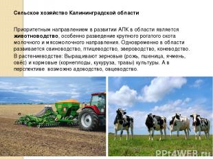 Сельское хозяйство Калининградской области Приоритетным направлением в развитии
