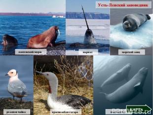 лаптевский морж морской заяц нарвал Усть-Ленский заповедник кит-белуха КАРТА роз