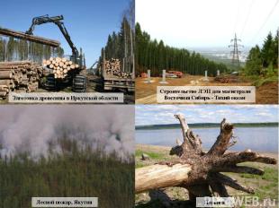 Строительство ЛЭП для магистрали Восточная Сибирь - Тихий океан Заготовка древес
