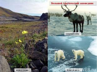 белый медведь северный олень весна в тундре Большой Арктический заповедник