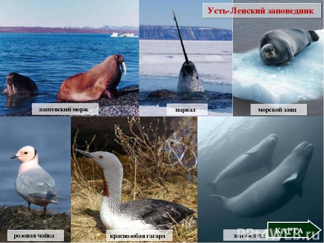 лаптевский морж морской заяц нарвал Усть-Ленский заповедник кит-белуха КАРТА розовая чайка краснозобая гагара
