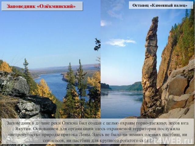 Заповедник «Олёкминский» Заповедник в долине реки Олекма был создан с целью охраны горно-таежных лесов юга Якутии. Основанием для организации здесь охраняемой территории послужила «нетронутость» природы притока Лены. Здесь не было ни зимних оленьих …