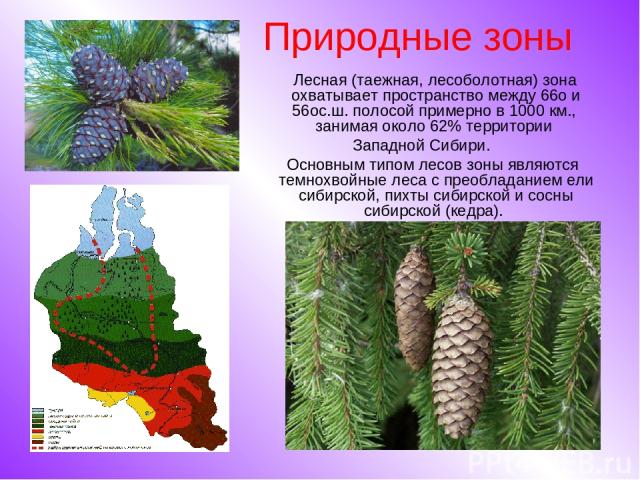 Природные зоны Лесная (таежная, лесоболотная) зона охватывает пространство между 66o и 56oс.ш. полосой примерно в 1000 км., занимая около 62% территории Западной Сибири. Основным типом лесов зоны являются темнохвойные леса с преобладанием ели сибирс…