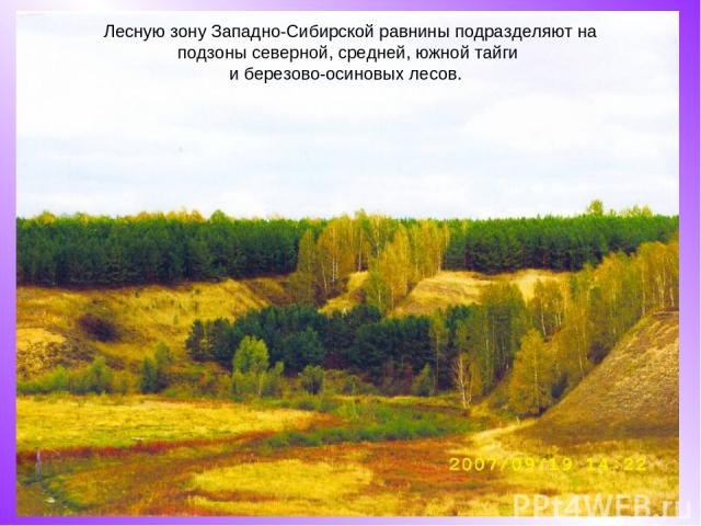 Лесную зону Западно-Сибирской равнины подразделяют на подзоны северной, средней, южной тайги и березово-осиновых лесов.