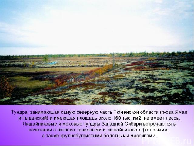 Тундра, занимающая самую северную часть Тюменской области (п-ова Ямал и Гыданский) и имеющая площадь около 160 тыс. км2, не имеет лесов. Лишайниковые и моховые тундры Западной Сибири встречаются в сочетании с гипново-травяными и лишайниково-сфагновы…