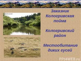 Заказник Кологривская пойма Кологривский район Местообитание диких гусей