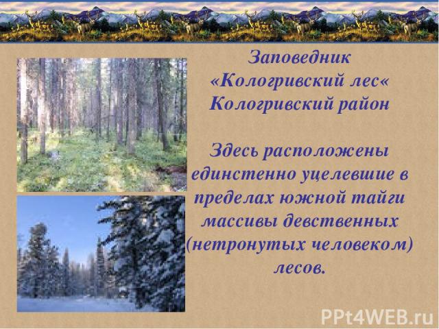 Заповедник «Кологривский лес« Кологривский район Здесь расположены единстенно уцелевшие в пределах южной тайги массивы девственных (нетронутых человеком) лесов.