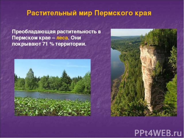 Растительный мир Пермского края Преобладающая растительность в Пермском крае – леса. Они покрывают 71 % территории.