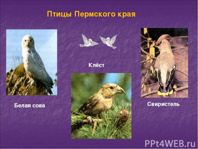 Птицы Пермского Края Описание Фото