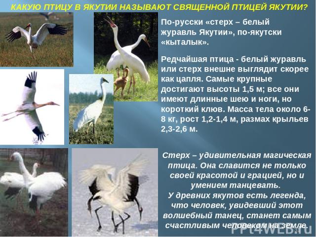Птицы Якутии Фото И Название