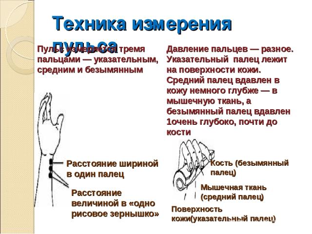 Техника измерения пульса Пульс измеряется тремя пальцами — указательным, средним и безымянным Расстояние шириной в один палец Расстояние величиной в «одно рисовое зернышко» Давление пальцев — разное. Указательный палец лежит на поверхности кожи. Сре…