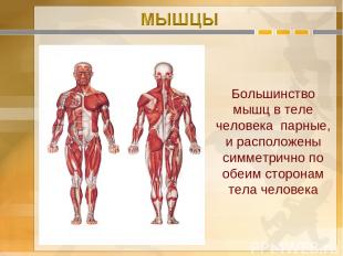 Большинство мышц в теле человека парные, и расположены симметрично по обеим стор