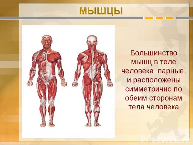 Большинство мышц в теле человека парные, и расположены симметрично по обеим сторонам тела человека