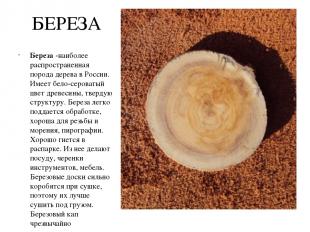 БЕРЕЗА Береза -наиболее распространенная порода дерева в России. Имеет бело-серо
