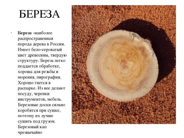 БЕРЕЗА Береза -наиболее распространенная порода дерева в России. Имеет бело-сероватый цвет древесины, твердую структуру. Береза легко поддается обработке, хороша для резьбы и морения, пирографии. Хорошо гнется в распарке. Из нее делают посуду, черен…