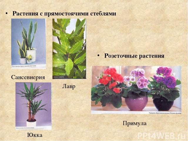 Розеточные растения Растения с прямостоячими стеблями Лавр Примула Юкка Сансевиерия