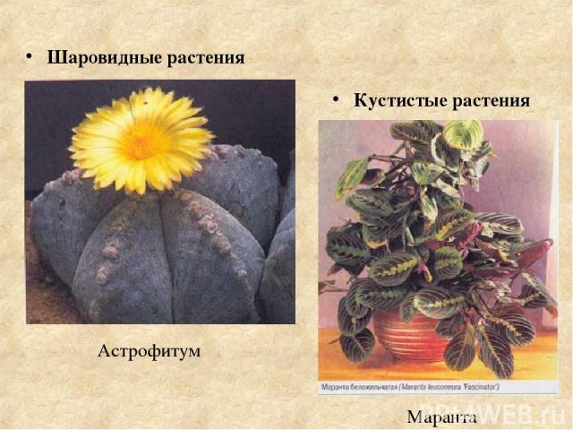 Кустистые растения Шаровидные растения Маранта Астрофитум