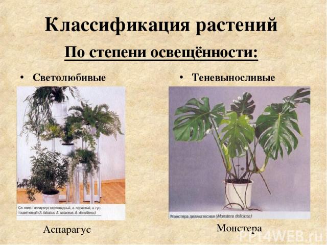 По степени освещённости: Монстера Светолюбивые Теневыносливые Аспарагус Классификация растений