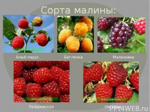 Сорта малины: Алый парус Беглянка Малаховка Лазаревская Награда