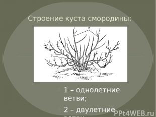 Строение куста смородины: 1 – однолетние ветви; 2 – двулетние ветви; 3 – многоле