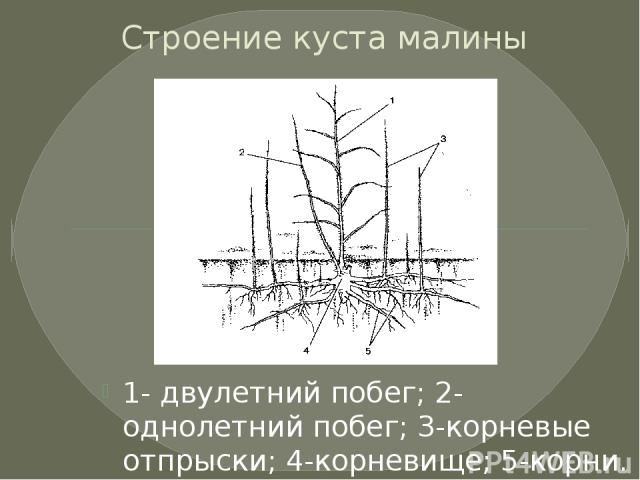 Строение куста малины 1- двулетний побег; 2-однолетний побег; 3-корневые отпрыски; 4-корневище; 5-корни.