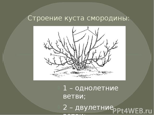 Строение куста смородины: 1 – однолетние ветви; 2 – двулетние ветви; 3 – многолетние ветви