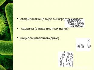 стафилококки (в виде виноградной грозди) сарцины (в виде плотных пачек) бациллы