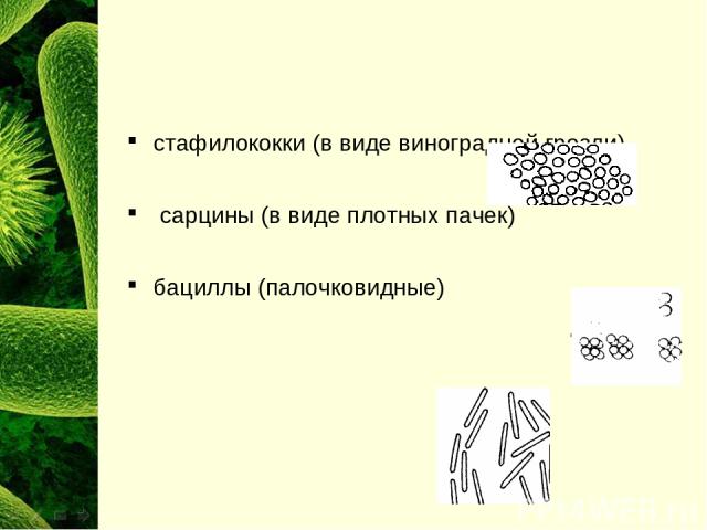 стафилококки (в виде виноградной грозди) сарцины (в виде плотных пачек) бациллы (палочковидные)