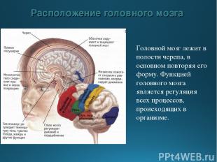 Расположение головного мозга Головной мозг лежит в полости черепа, в основном по