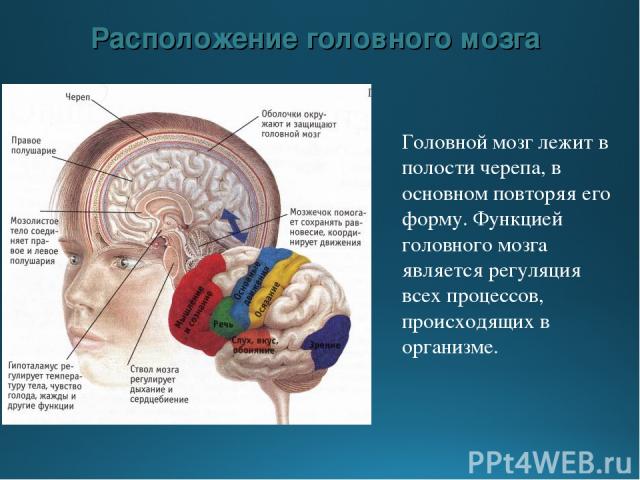 Расположение головного мозга Головной мозг лежит в полости черепа, в основном повторяя его форму. Функцией головного мозга является регуляция всех процессов, происходящих в организме.
