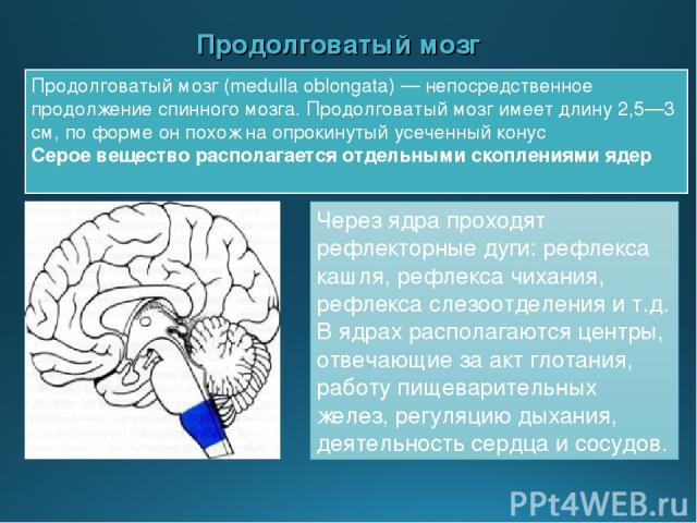 Продолговатый мозг Продолговатый мозг (medulla oblongata) — непосредственное продолжение спинного мозга. Продолговатый мозг имеет длину 2,5—3 см, по форме он похож на опрокинутый усеченный конус Серое вещество располагается отдельными скоплениями яд…